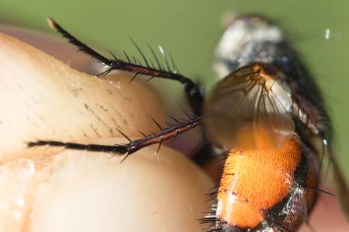 Peleteria rubescens